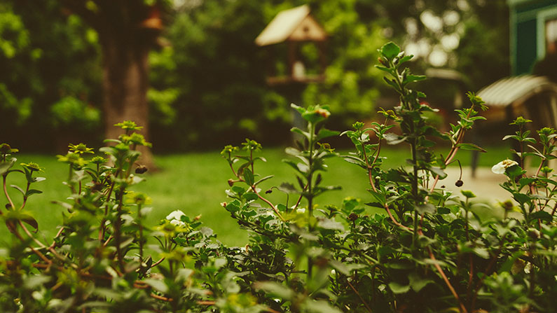 Garten mit Büschen